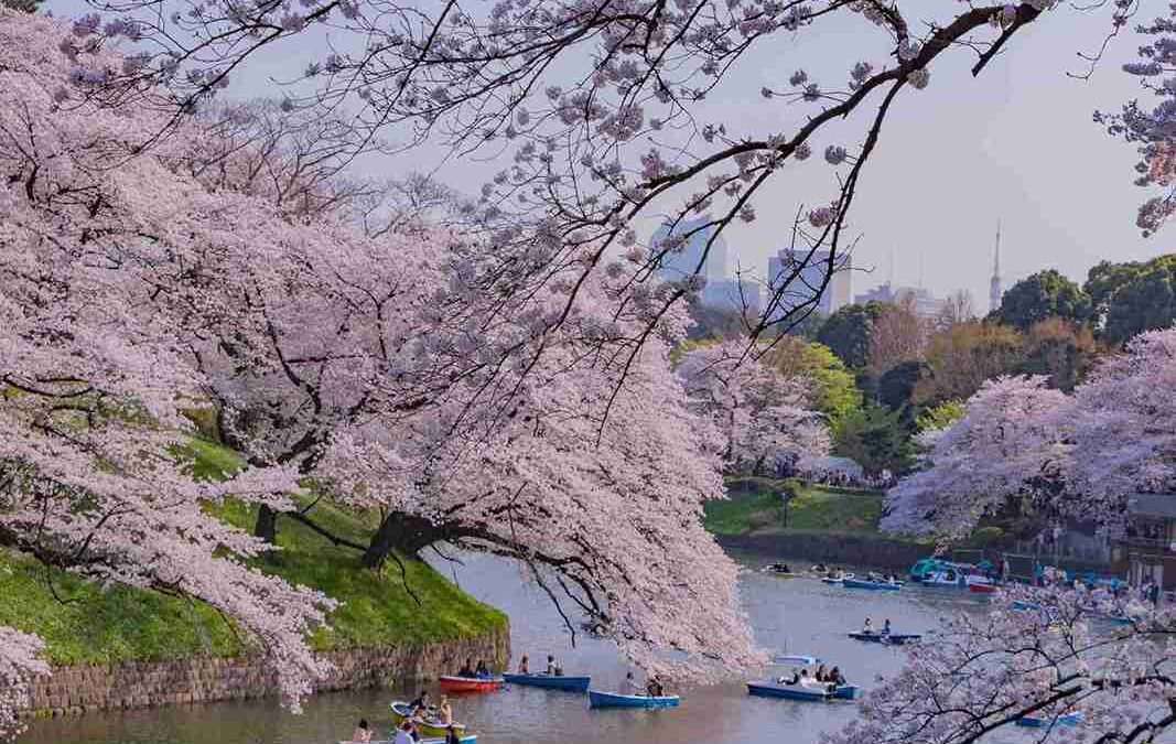 Viajar a Japón en primavera: un espectáculo natural inolvidable