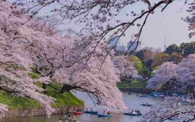 Viajar a Japón en primavera: un espectáculo natural inolvidable